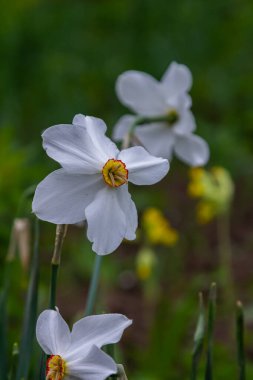 Nergis çiçeği sülün gözü, Poeticus Narcissus, kısa ve küçük sarı fincanlı klasik bir beyaz çiçek..