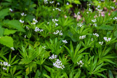 Woodruff, Galium odoratum ormanda yetişen bir baharat ve tıbbi bitkidir..