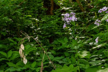 İlkbaharda, Lunaria rediviva ormanda doğada çiçek açar..