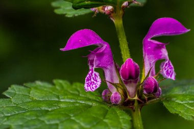 Benekli, ölü lamium maculatum pembe çiçekleri. Bahçedeki şifalı bitkiler.