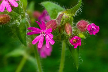 Güzel kırmızıdan pembe kampa. Nichtnelke 'yi hatırlat. Compagnon allığı. Silene dioica.