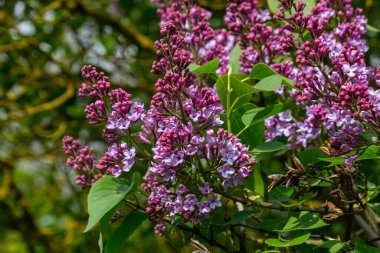 Common Lilac Syringa vulgaris blooming with violet-purple double flowers surrounded with green leaves in spring. clipart