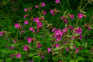 Güzel kırmızıdan pembe kampa. Nichtnelke 'yi hatırlat. Compagnon allığı. Silene dioica.