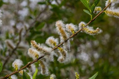 Salix atrocinerea. Olgun dişi kedi derileri, tohumlar ve yapraklarla dolu bir Jack Salce şubesine yakın çekim..