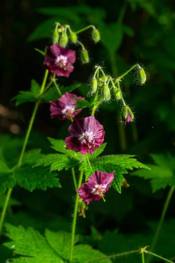 Bahçede koyu mor esmer çiçekler, yeşil bokeh arkaplanlı seçici odak - Geranium pereum.