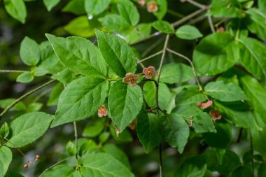 Küçük çiçekler Euonymus verrucosus veya iğ ağacı.