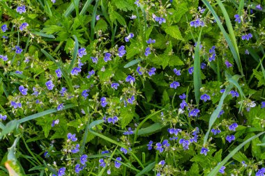 Alman Speedwell 'in parlak mavi çiçeklerine yakın çekim, Veronica Chamaedrys.