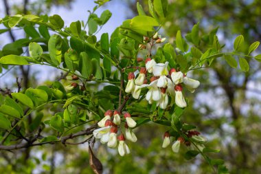 Bal arısı, akasya çiçeğinden nektar toplar. Çiçek açan akasya kümeleri. Ballı bahar bitkisi. Nektar toplayın. Kara çekirge dalları, Robinia psödoacia, sahte akasya..