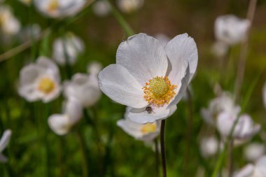 Anemonoides sylvestris Anemone sylvestris, kar damlası şakayığı ya da kar damlası şakayığı olarak da bilinir..