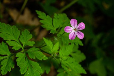 Mor kır çiçekli arka plan, Küçük Robin, Geranium purpureum.