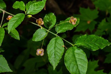 Küçük çiçekler Euonymus verrucosus veya iğ ağacı.