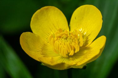 Ranunculus Tövbe 'ye yakın çekim, sürünen düğün çiçeği, Ranunculaceae familyasının çiçek açan bir bitkisidir..