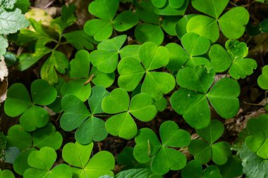 Sürünen kadının doru bitkisini kapatın Oxalis corniculata.