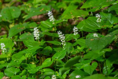 Maianthemum bifolium ya da vadideki sahte zambak veya Mayıs zambağı, genellikle yerel rizomatöz çiçekli bir bitkidir. Ormanda büyüyen.