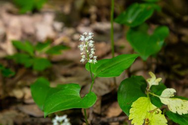 Maianthemum bifolium ya da vadideki sahte zambak veya Mayıs zambağı, genellikle yerel rizomatöz çiçekli bir bitkidir. Ormanda büyüyen.
