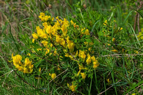 Stock image Chamaecytisus ruthenicus blooms in the wild in spring.