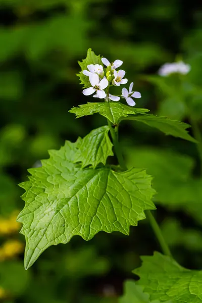 stock image Garlic mustard flowers Alliaria petiolata close up. Alliaria petiolata, or garlic mustard, is a biennial flowering plant in the mustard family Brassicaceae.