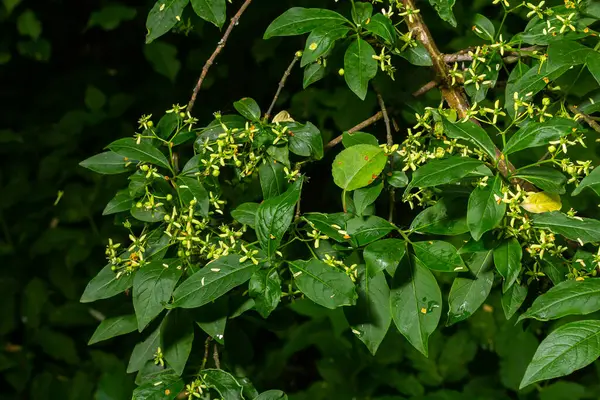 stock image Flowering European spindle tree, Euonymus europaeus, flowering plant.