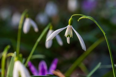 Beyaz kartopu çiçekleri. Galanthus çiçekleri, baharın başlarında, yeşil arka planda güneş tarafından aydınlatılan bulanık bir çiçek. Amaryllidaceae familyasındaki Galanthus nivalis ampul, daimi bitkisi..