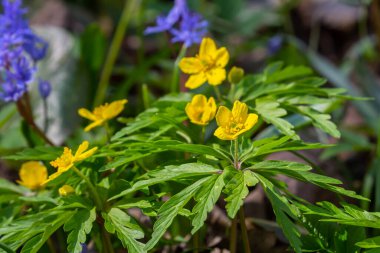 Latince Anemonoides ranunculoides ya da Anemone ranunculoides 'te sarı ahşap şakayık ya da düğün çiçeği..