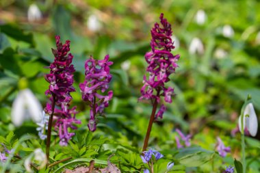 Ormanda ilkbaharda Corydalis çiçek açar..