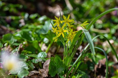 Bahar ormanlarında çiçek açan Gagea lutea adlı küçük sarı çiçekler. Beytüllahim 'in sarı yıldızı, ilk bahar ormanı çiçekleri..