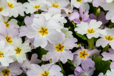 Bahar çiçekleri. Çiçek açan çiçekler ya da bahçedeki primula çiçekleri.