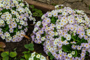 Bahar bahçesinde Primrose, primula vulgaris çiçekleri.