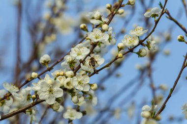 White plum blossom, beautiful white flowers of prunus tree in city garden, detailed macro close up plum branch. White plum flowers in bloom on branch, sweet smell with honey hints.