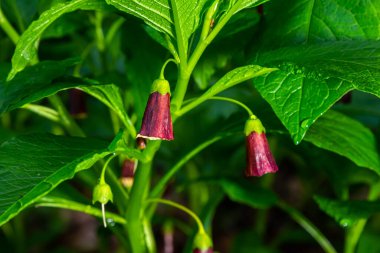 Scopolia Carniolica, Solanaceae familyasına ait zehirli bir bitki türü..