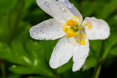 Bahar ormanındaki bir sürü yabani çiçek. Çiçekli güzellik, doğa, doğal. Güneşli bir yaz günü, parkta yeşil çimenler. Anemonoides nemorosa.