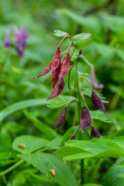 Ormanda ilkbaharda Corydalis çiçek açar..
