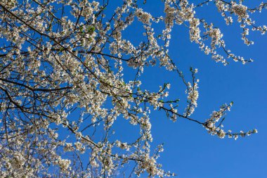 Erik Cerasifera Çiçek açan beyaz erik ağacı. Prunus Cerasifera 'nın beyaz çiçekleri.