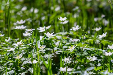 Bahar ormanındaki bir sürü yabani çiçek. Çiçekli güzellik, doğa, doğal. Güneşli bir yaz günü, parkta yeşil çimenler. Anemonoides nemorosa.
