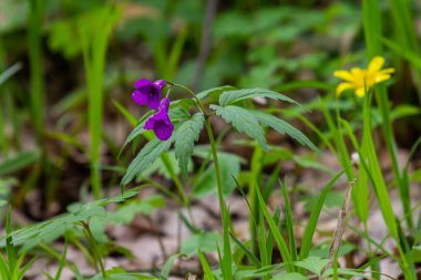 Dentaria glandulosa. Bahar ormanında mor çiçekler.