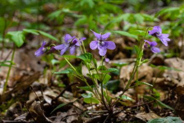 Viola odorata. Kokulu olsun. İlkbaharda açan mor çiçek ormanı. İlk bahar çiçeği, mor. Vahşi menekşeler.