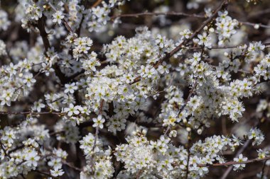 Prunus spinosa, gülgiller (Rosaceae) familyasından bir kuş türü. Prunus spinosa, blackthorn ya da sloe ağacı denir ilkbaharda açan.
