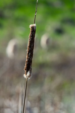 Bataklık kadife kuyruğu, bahar mevsiminde Typha angustifolia Broadleaf kahverengi çiçekleri. Bataklığa hücum, göle yakın..