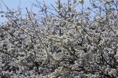 Prunus spinosa, gülgiller (Rosaceae) familyasından bir kuş türü. Prunus spinosa, blackthorn ya da sloe ağacı denir ilkbaharda açan.