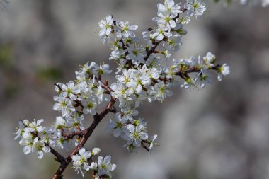 Prunus spinosa, gülgiller (Rosaceae) familyasından bir kuş türü. Prunus spinosa, blackthorn ya da sloe ağacı denir ilkbaharda açan.