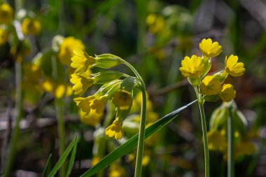 Sarı Primula veris inek ayağı, yaygın inek ayağı, yumuşak yeşil arka planda inek ayağı çuha çiçeği..