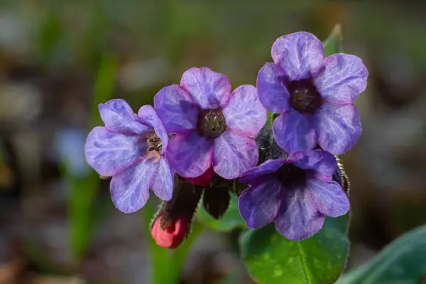 stock image Vivid and bright pulmonaria flowers on green leaves background close up.