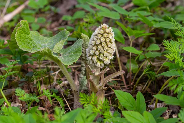 Stock image Inflorescences of butterbur, pestilence wort, Petasites hybridus.Blossom, Common butterbur. A blooming butterbur Petasites hybridus flower in the meadow.