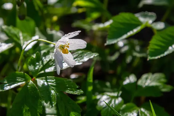 stock image The many white wild flowers in spring forest. Blossom beauty, nature, natural. Sunny summer day, green grass in park. Anemonoides nemorosa.