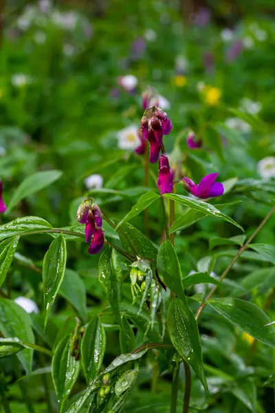 Lathyrus vernus çiçek, erken bahar vechling çiçek blosoom ve yeşil yaprakları büyüyen ormanda, makro.