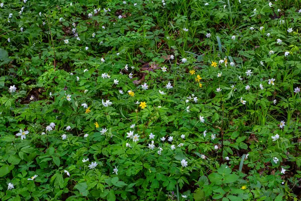 stock image The many white wild flowers in spring forest. Blossom beauty, nature, natural. Sunny summer day, green grass in park. Anemonoides nemorosa.