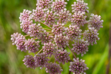 Pimpinella Saxifraga ya da Burnet-Saxifrage karışımı sert kök burnet saxifrage daha az burnet.