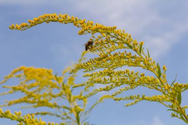 Sonbaharda Solidago Altissima 'nın yabani çiçekleri.