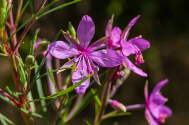 Pembe Çiçek açan Chamerion Dodonaei Alp Willowhere Fabrikası.