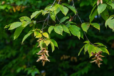 Boynuz demeti Carpinus Betulus 'un dalları sonbaharda sarkan infloresans ve yapraklar, seçilmiş odak, alanın dar derinliği, bulanık arkaplanda kopyalama alanı.